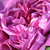Vijolična - Hybrid Perpetual vrtnice - Reine des Violettes